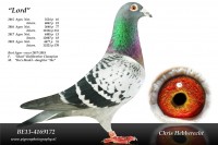 Picture of Chris Hebberecht pigeon BE13-4169172