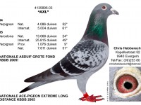 Chris Hebberecht pigeon BE03-4135895