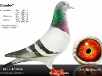 Chris Hebberecht pigeon BE17-4238636