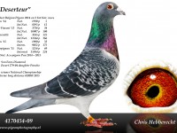 Chris Hebberecht pigeon BE09-4170454