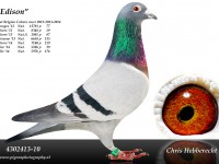 Chris Hebberecht pigeon BE10-4302413