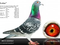 Chris Hebberecht pigeon BE13-4169263