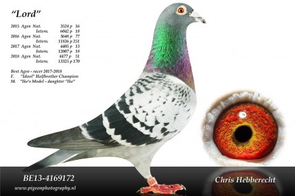 Chris Hebberecht pigeon BE13-4169172