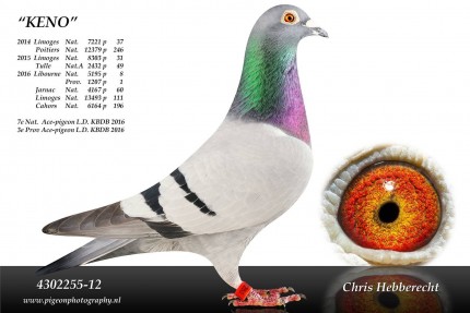 Chris Hebberecht pigeon BE12-4302255