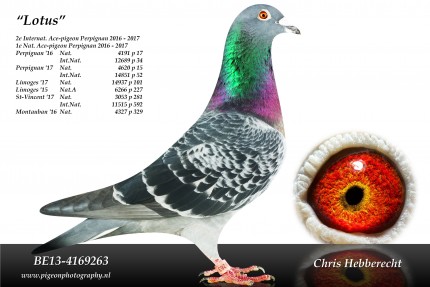 Chris Hebberecht pigeon BE13-4169263